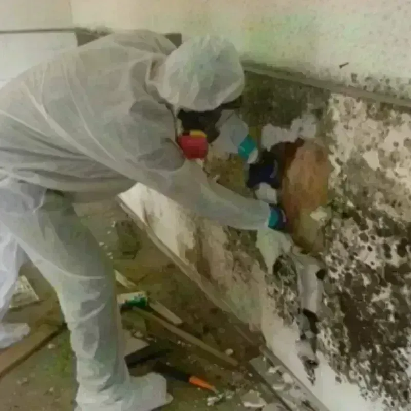 Mold Remediation and Removal in Etowah, TN